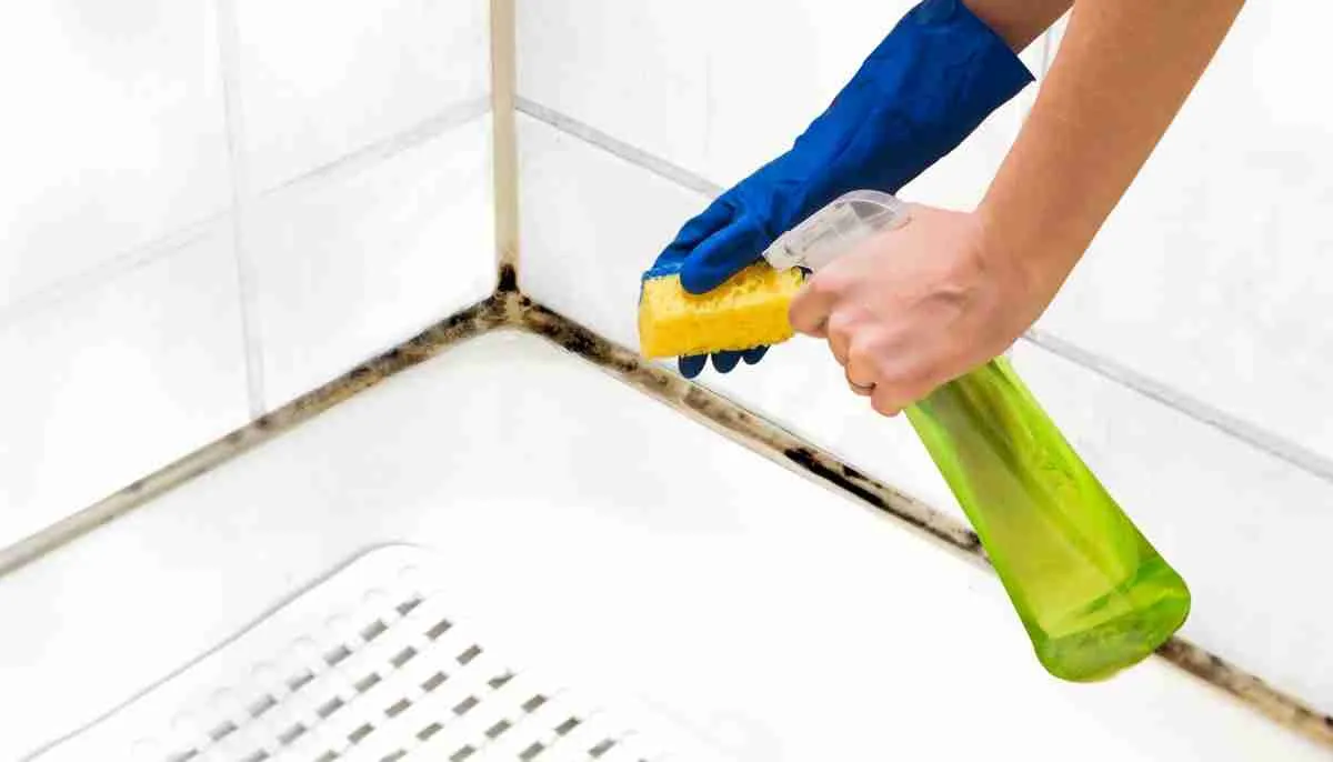 black mould removal methods