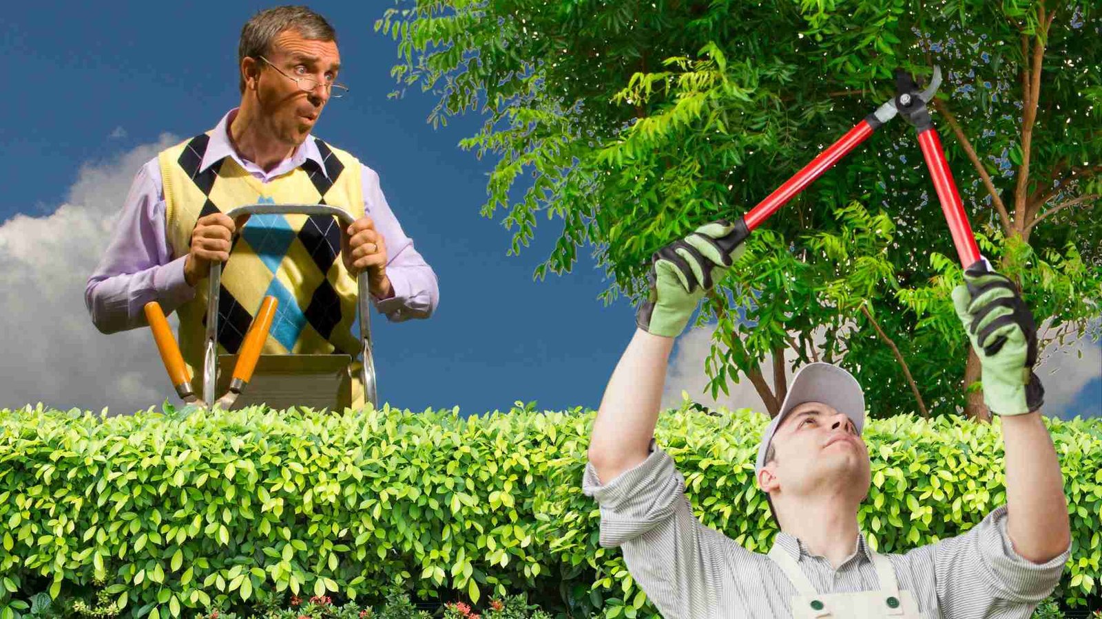 Neighbour Cut My Tree