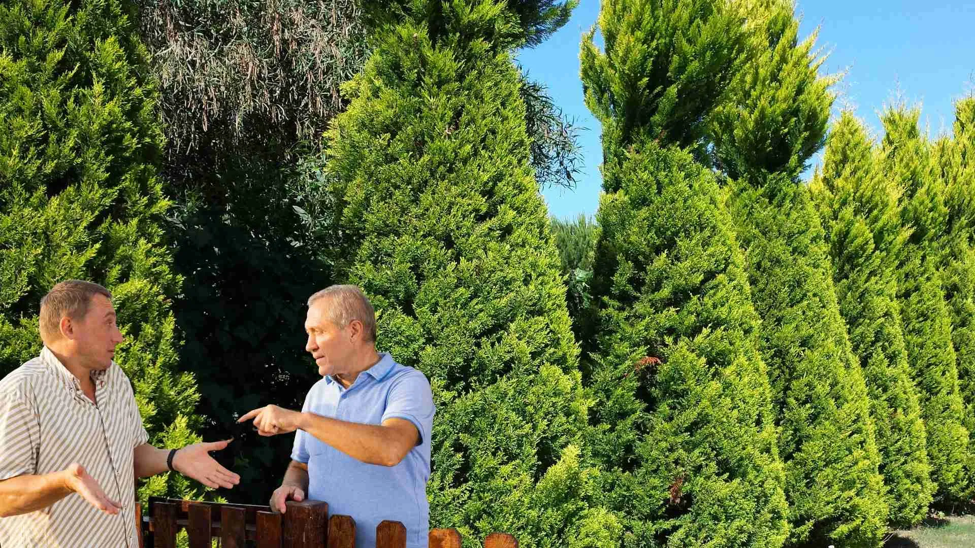 Law on Conifer Tree Height