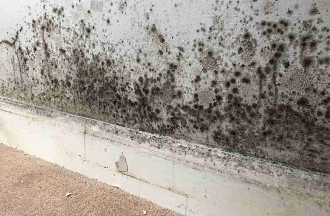 fix rising damp