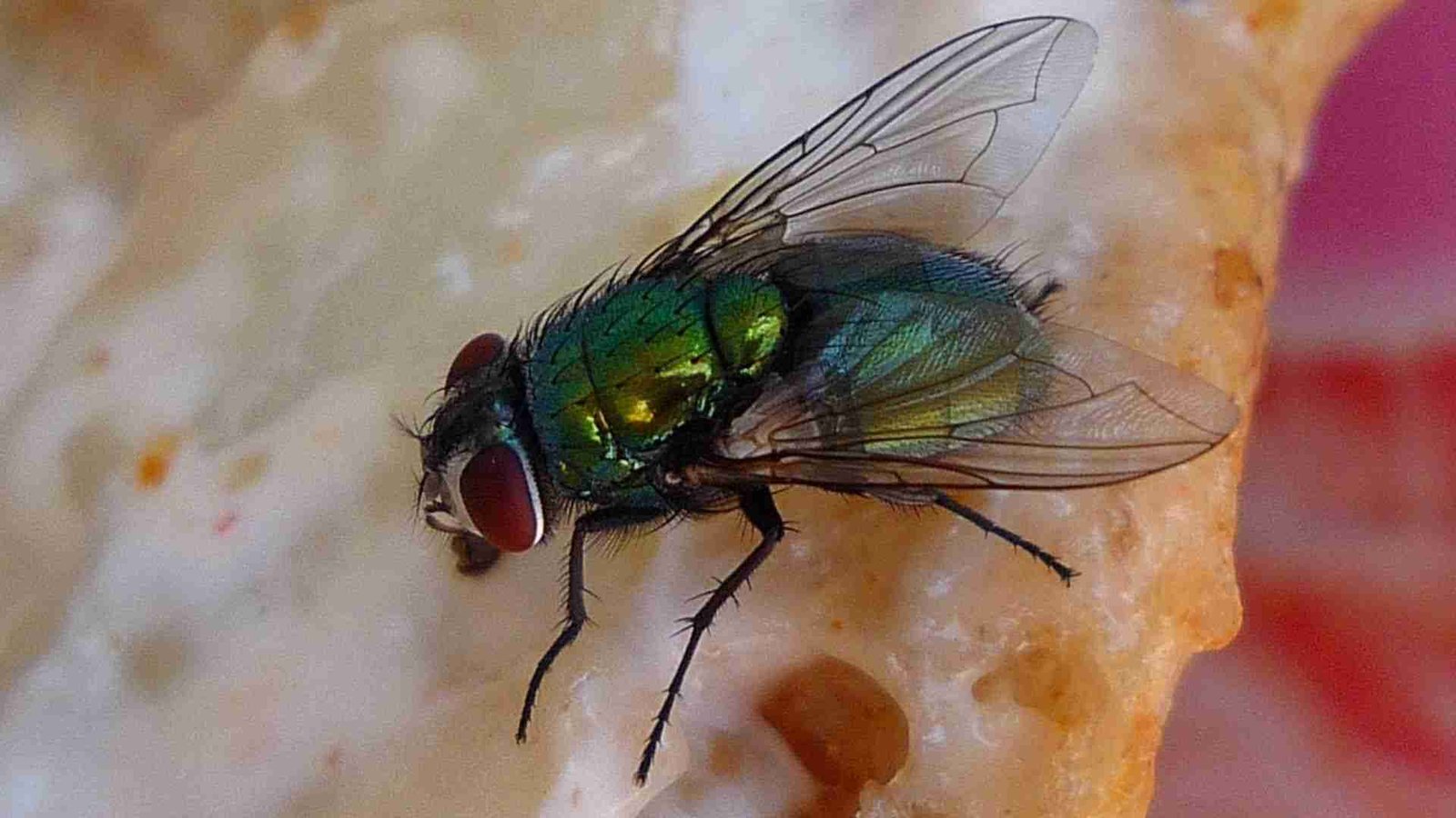 How to Keep Flies Out of the House