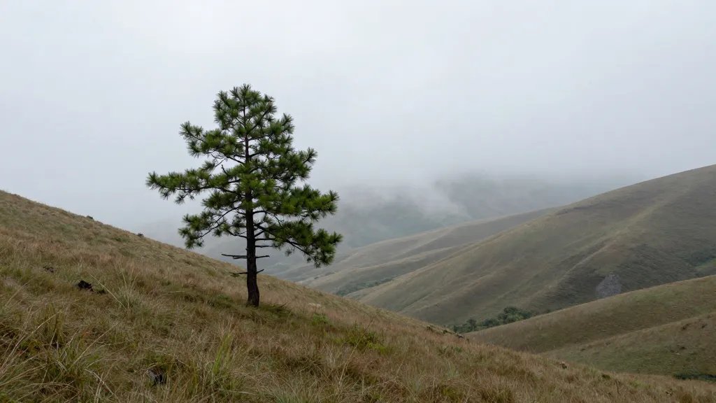 Wide-angle shot of a lone pine on a rolling hillside, misty valley beyond
