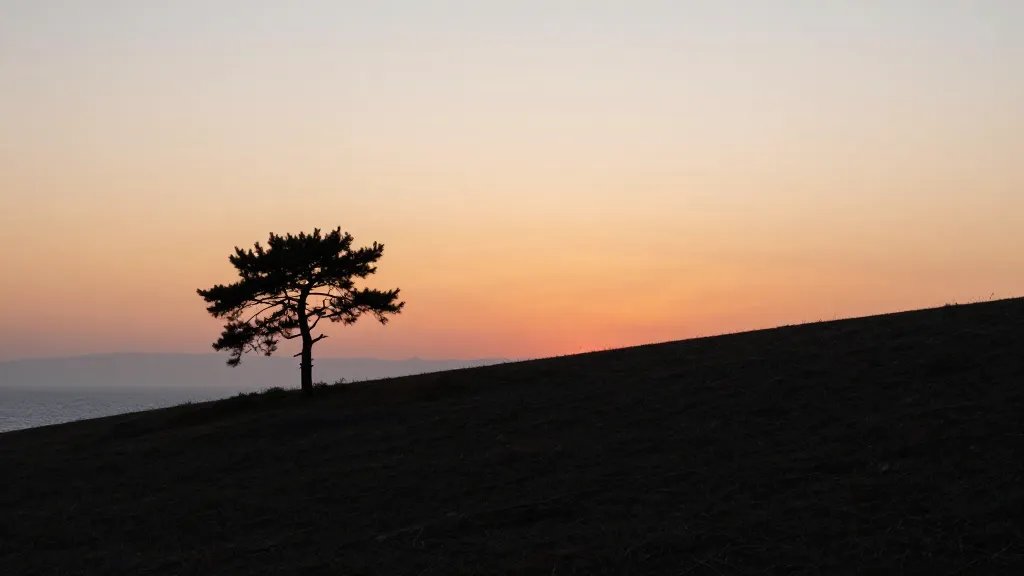 Distant coastal hillside sunset landscape with solitary pine silhouette