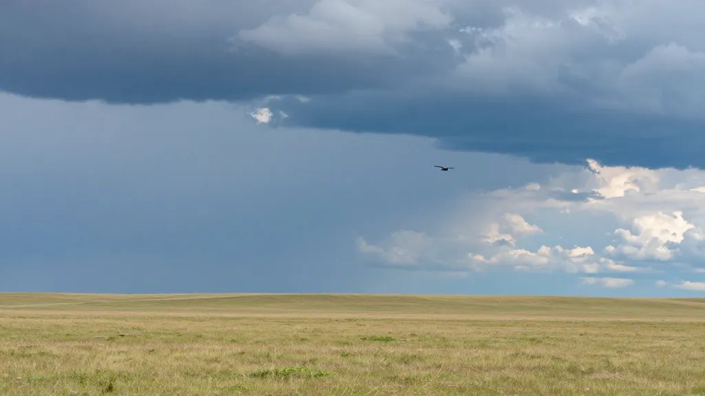 Expansive prairie landscape under a dramatic sky, single bird flying in distance